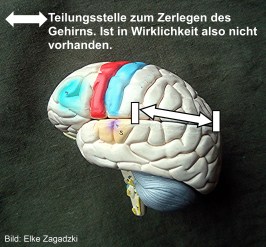 Gehirnmodell mit Teilungsstelle