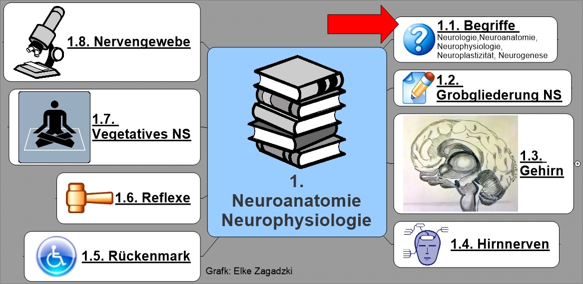 1.1. NeuroAnatomiePhysiologie Begriffe