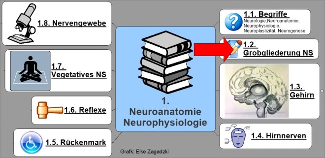 1.2. NeuroAnatomiePhysiologieGrobgliederung NS