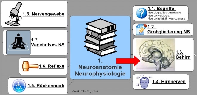 1.3. NeuroAnatomiePhysiologie Gehirn