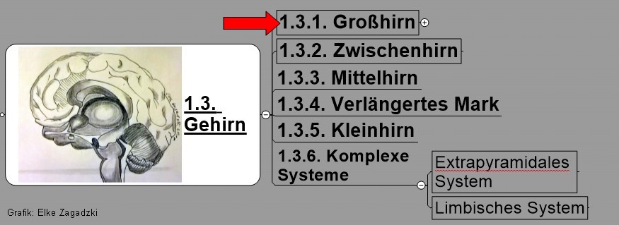 1.3.1.Gehirn-Großhirn