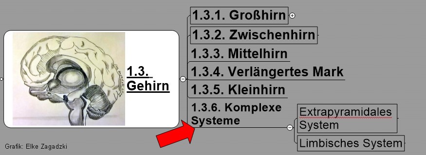 1.3.1.Gehirn-Komplexe Strukturen