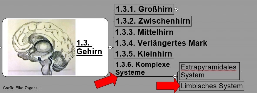 1.3.1.Gehirn-Komplexe StrukturenLimbisches System