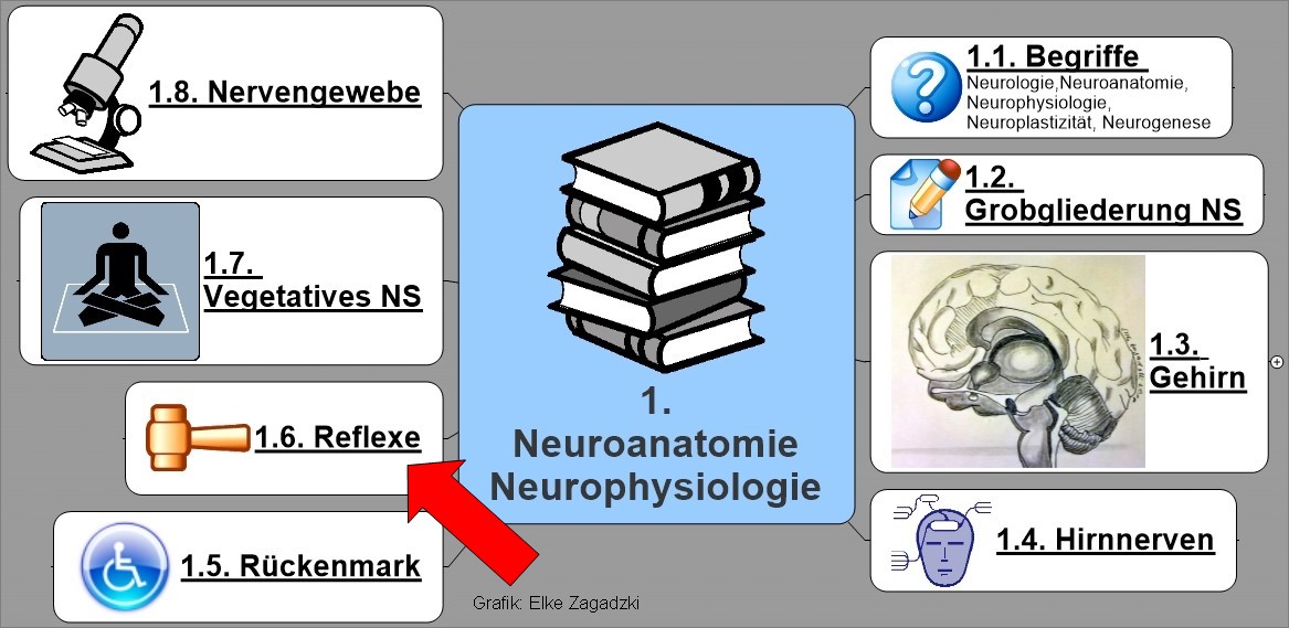 1.6.NeuroAnatomiePhysiologie Reflexe
