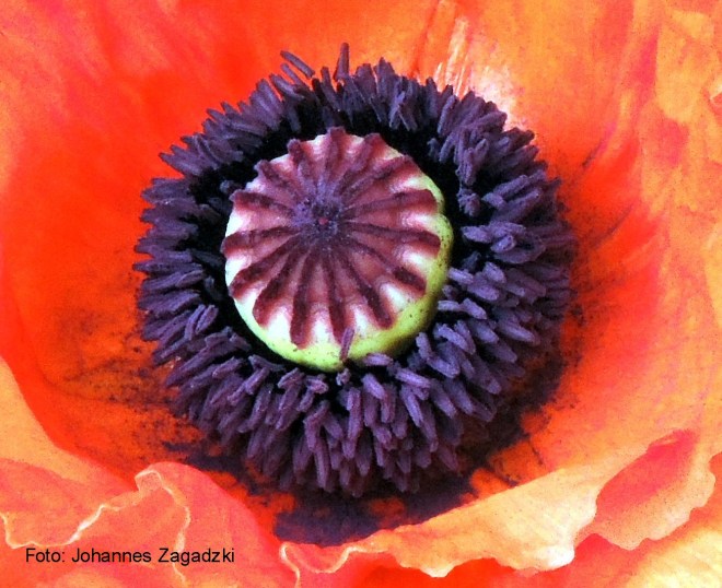 200519Mohn im Garten2