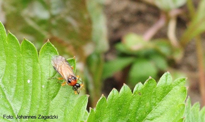 200519Pflanzenwespe1