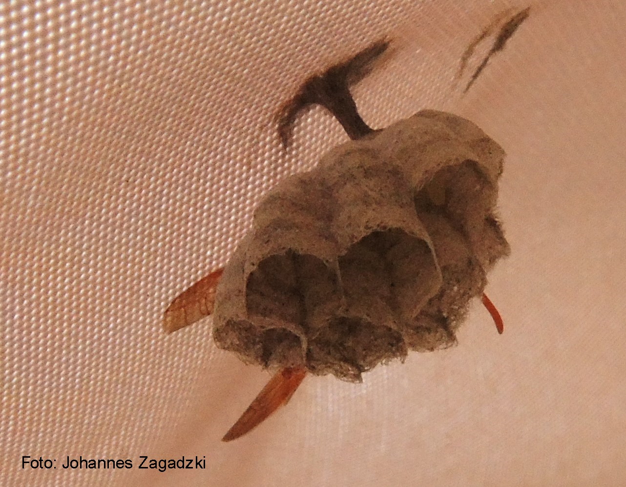 200519Wespennest Sonnenschirm1